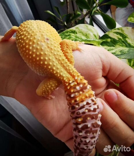 Эублефар самка взрослая