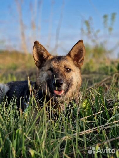 Собака Соня