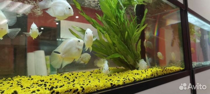 Рыба Попугай ассорти