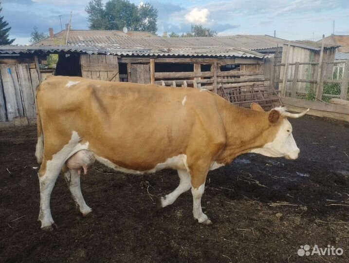 Корова с теленком