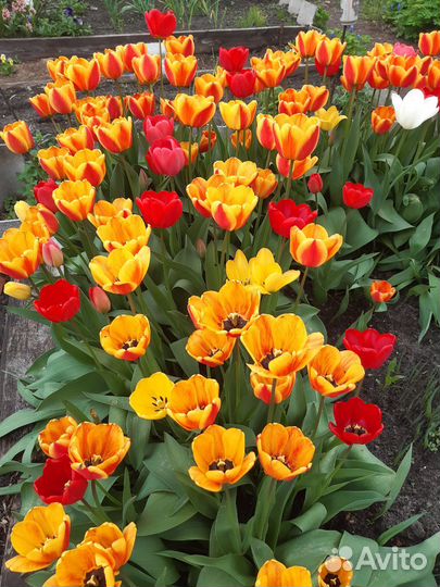 Луковицы тюльпанов