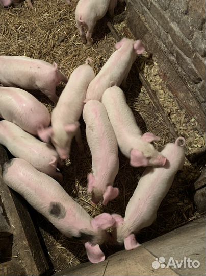 Поросята