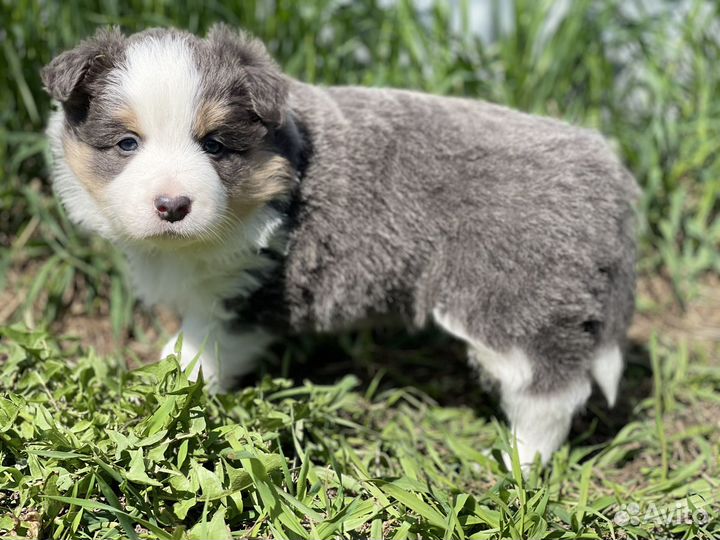 Щенки бордер колли