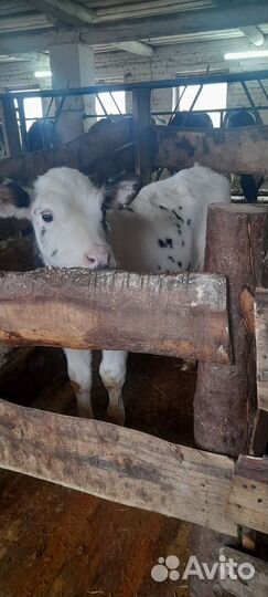 Телята бычки