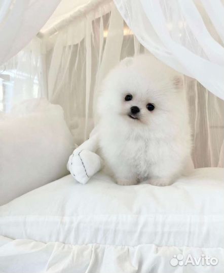 Микро и Мини Померанцы