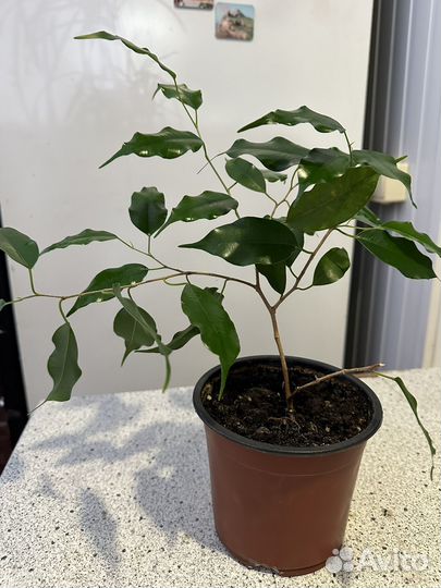 Фикус бенджамина