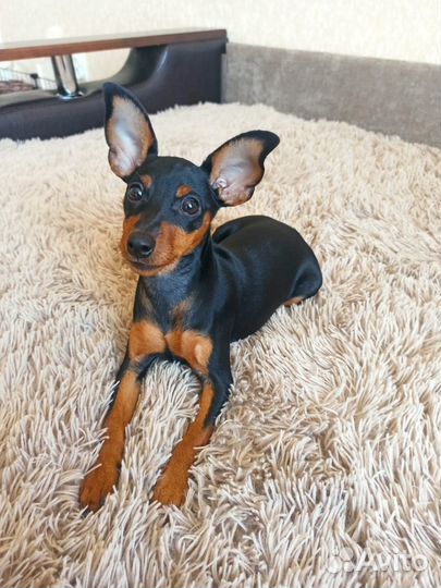 Цвергпинчер девочка(мини доберман)