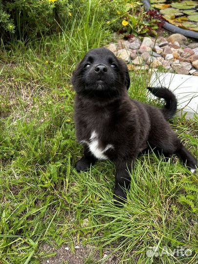 Собака (щенок) в добрые руки