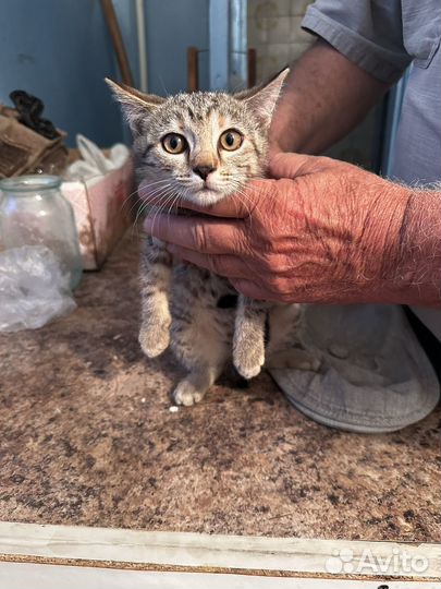 Котята крысоловы