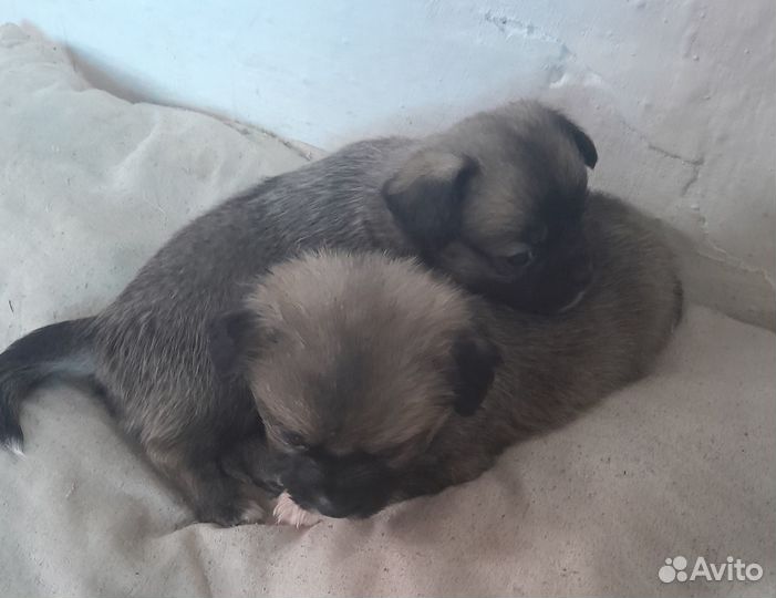 Щенки пекинеса