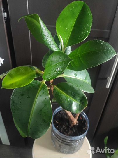 Фикусы, Сингониум, Диффенбахия