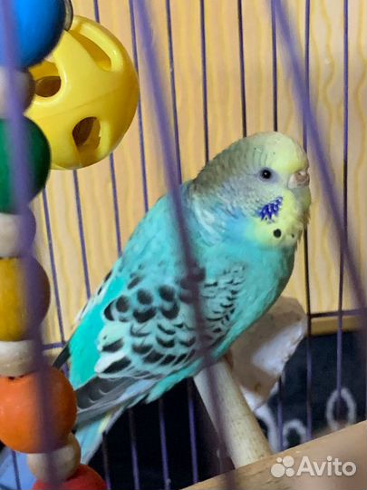 Продаю попугая девочку