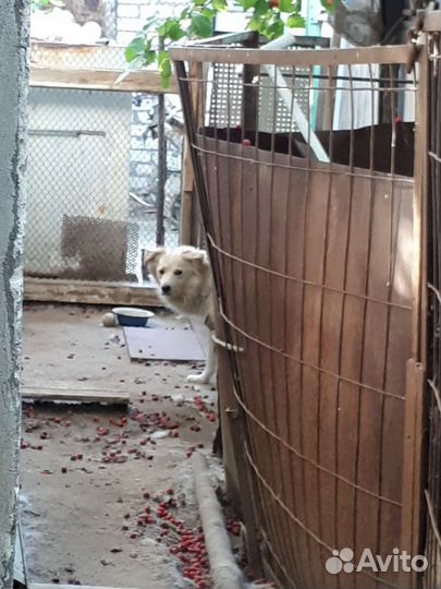 Красивый пёс потерял хозяина