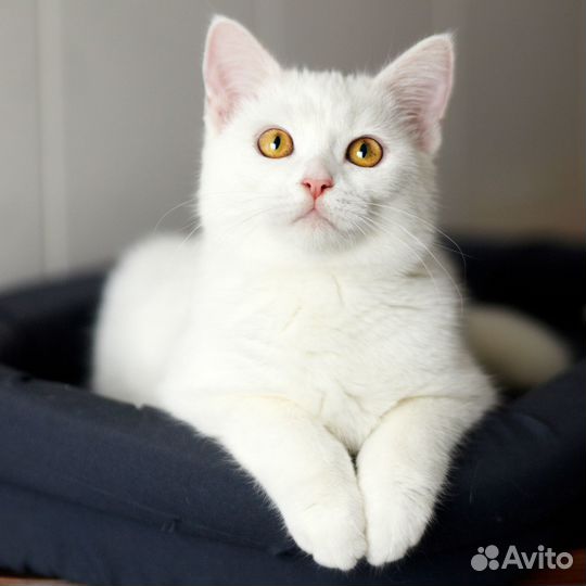 Кошечка Клэр 1 год