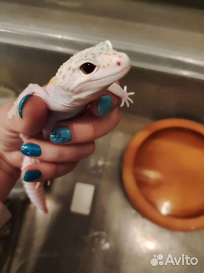 Геккон эублефар