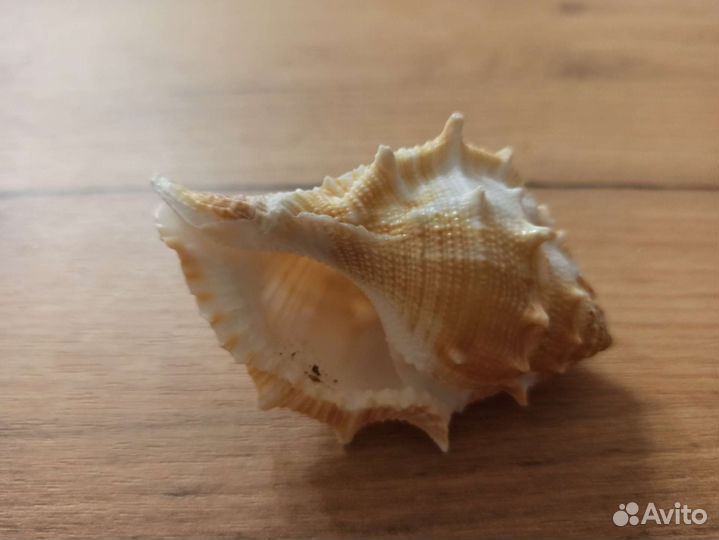 Морская раковина