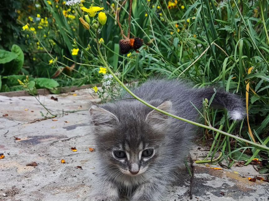 Котята в добрые руки бесплатно