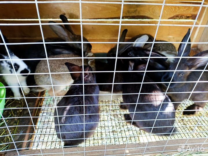 Кролики крольчата