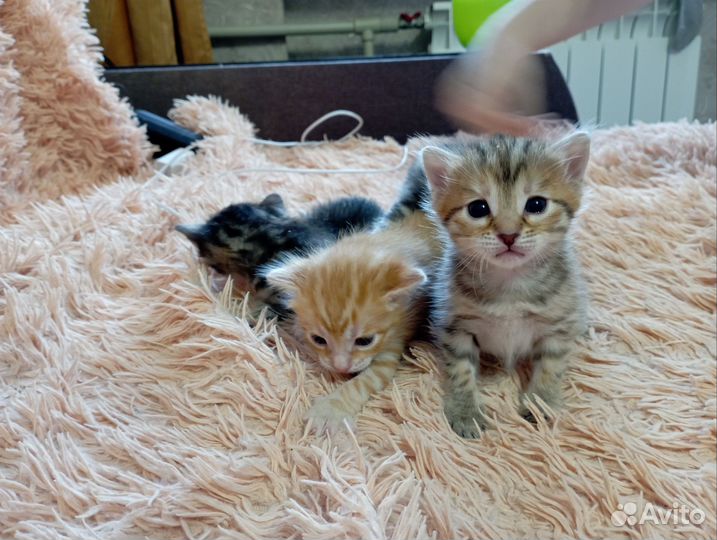 Бенгальские котята