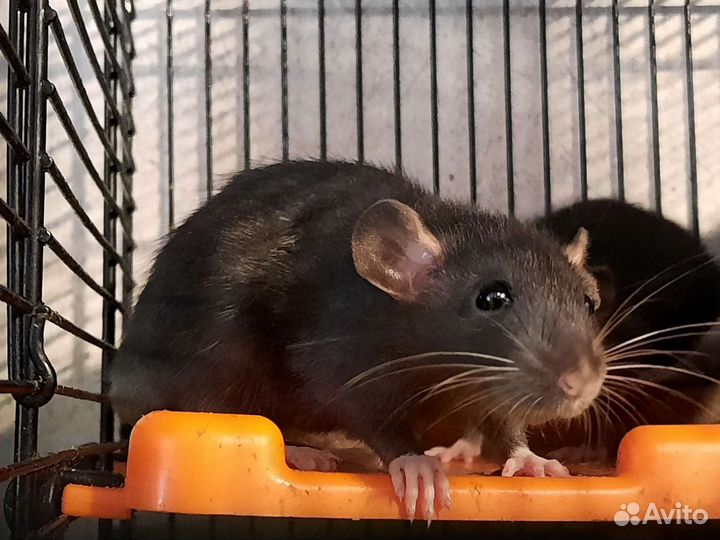 Крысы чёрный соболь. Крысята Дамбо. Питомник