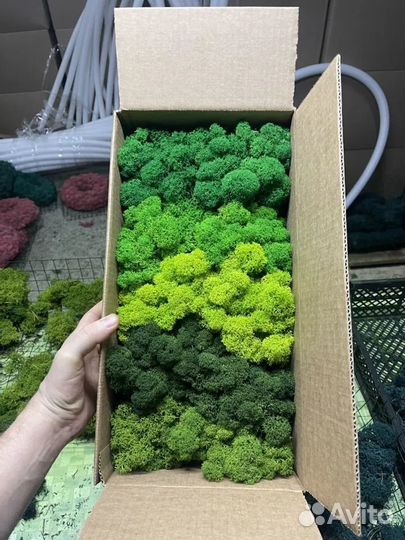 Стабилизированный мох, Зеленый Микс