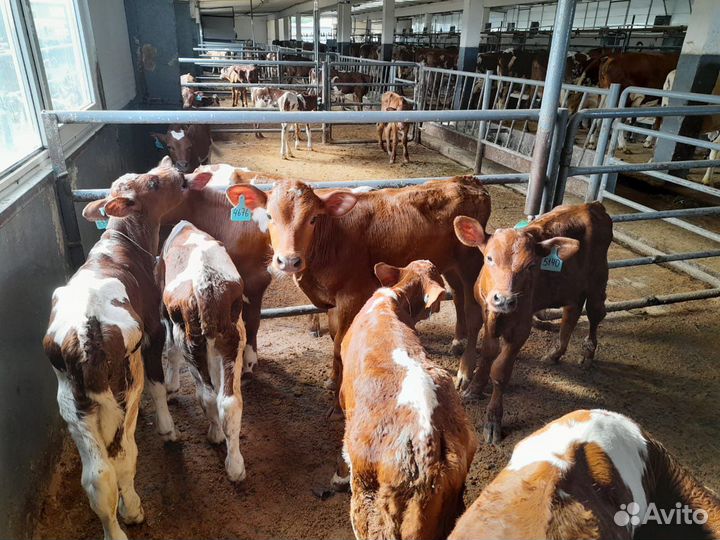 Бычки и телята