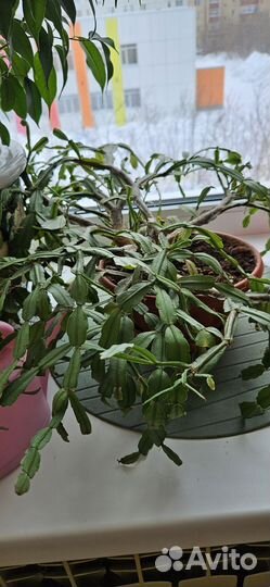 Комнатные цветы