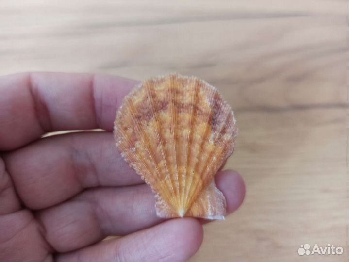 Морская раковина