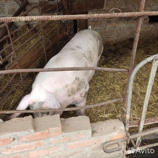 Хряк пьетрен макстер