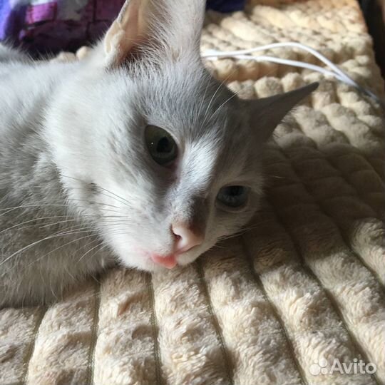 Отдам кошку