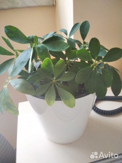 Сингониум и др