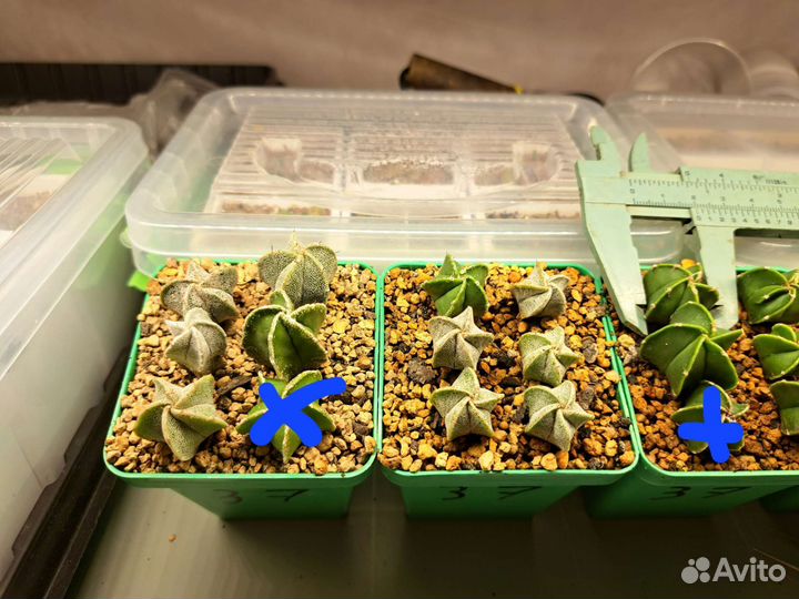 Кактусы и суккуленты