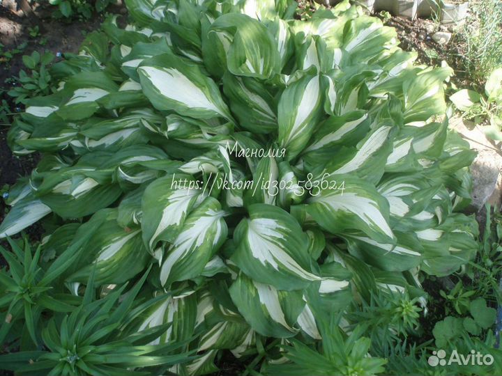 Хоста, лилейник, флоксы, вербена