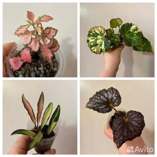 Самые разные комнатные растения