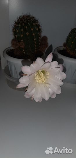 Кактус