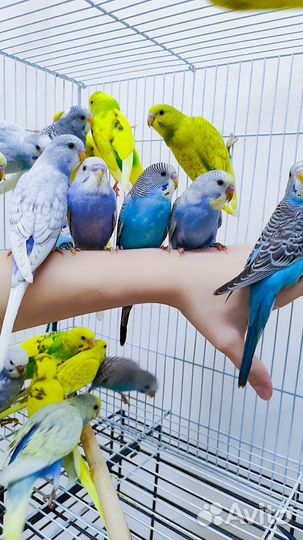 Малыши волнистых попугаев 45-55 дней