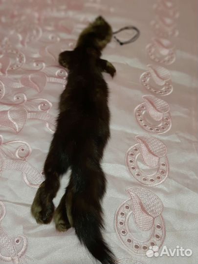 Соболь, целиковая шкурка