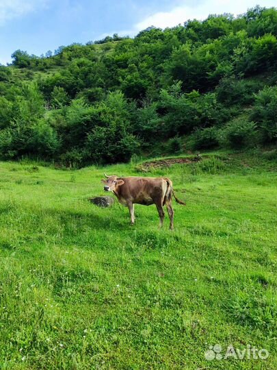 Корова высокоудойная щвицкая
