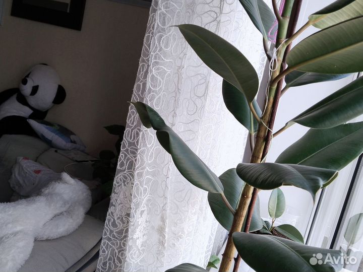 Фикус каучуконосный большой 1год