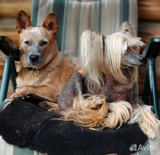 Гостиница для собак