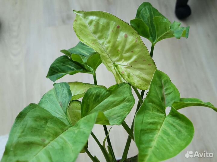 Сингониум конфетти триколор