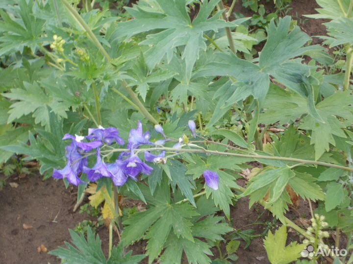 Продам дельфениумы, гортензии,канны георгины