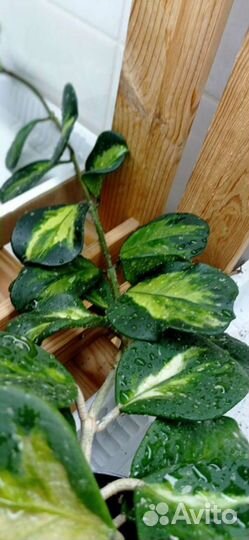 Хойя Obovata variegata