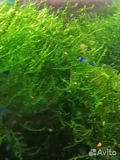 Креветки синие Блю дрим, мох, анциструсы