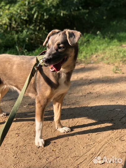 Я - Юсси.И мне очень страшно в приюте.Собака в дар