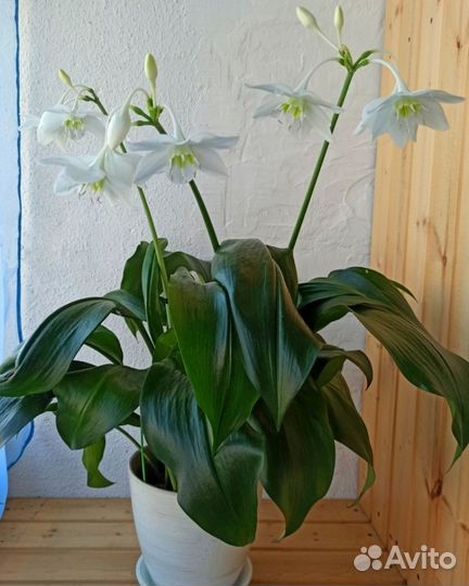 Эухарис амазонская лилия