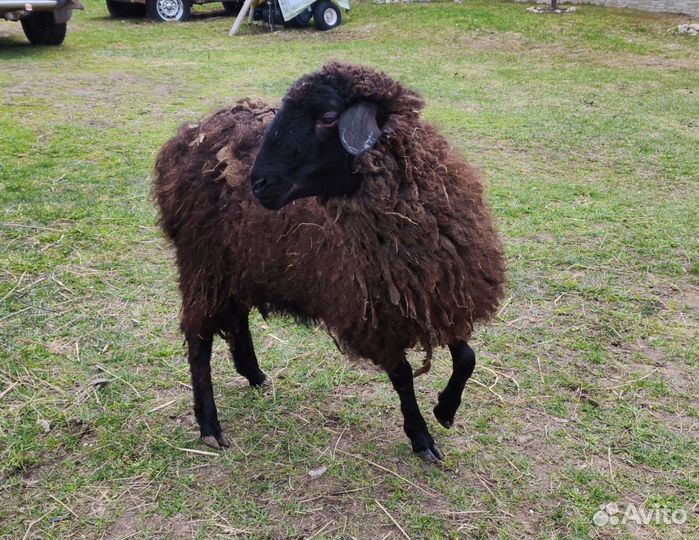 Баран и овца