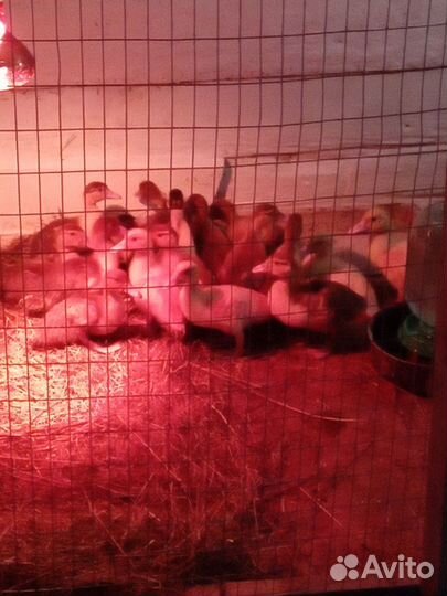 Утята индоутки