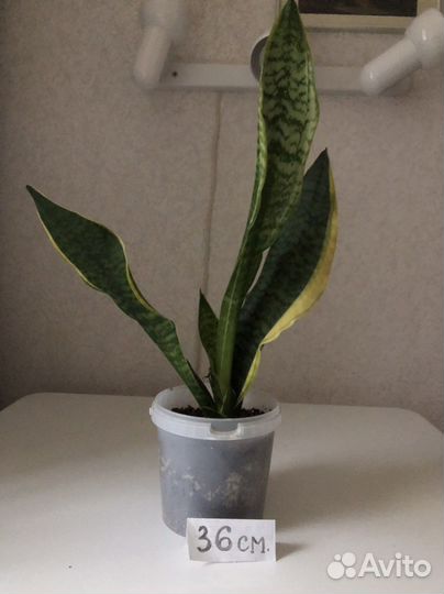 Сансевиерия