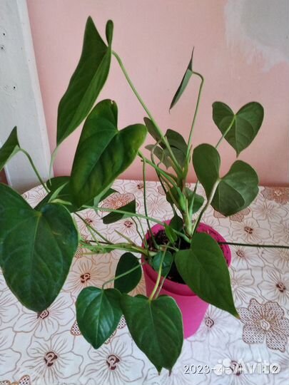 Цветы комнатные